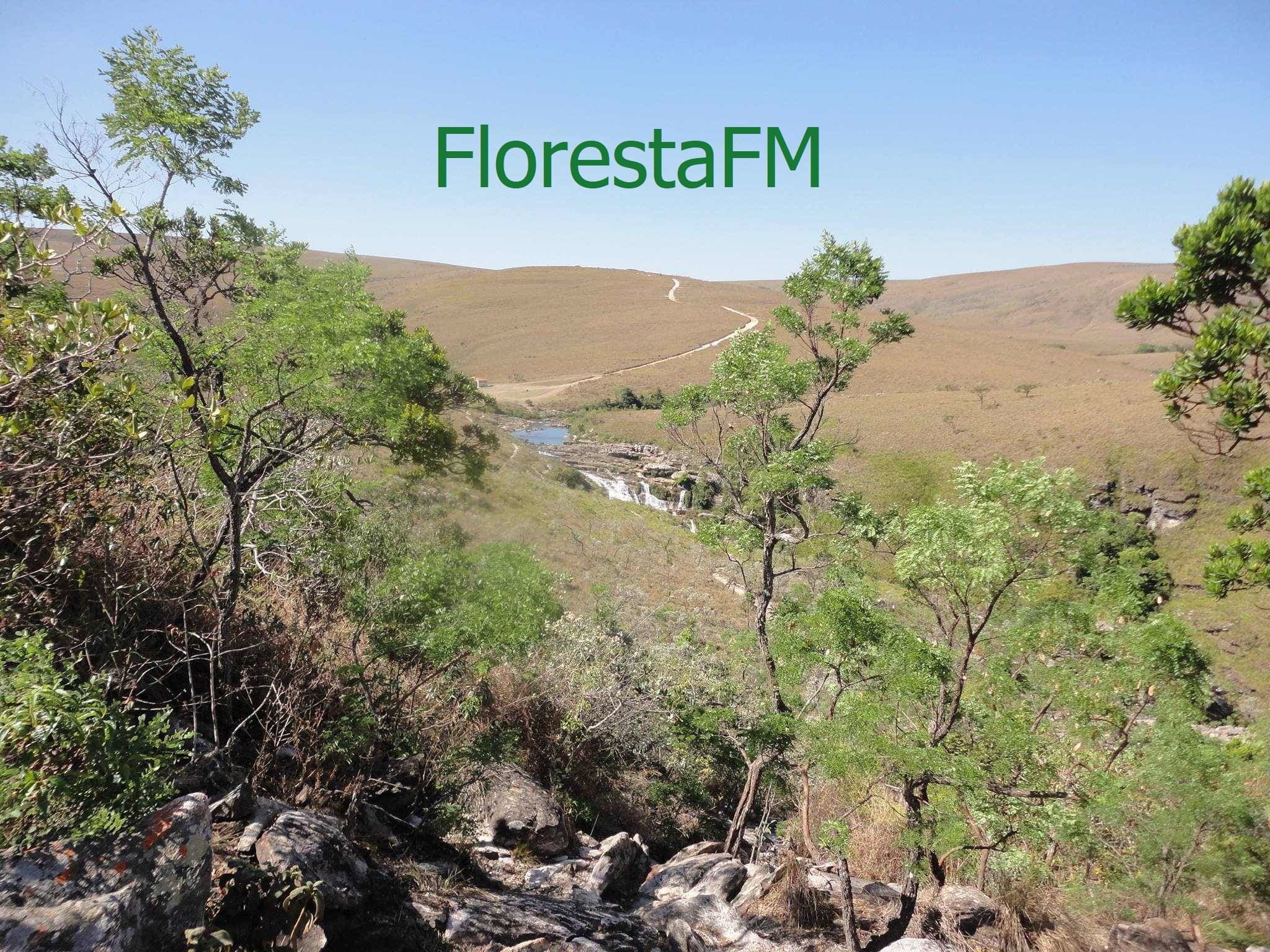 Ouvir rádio - Webradio Floresta FM