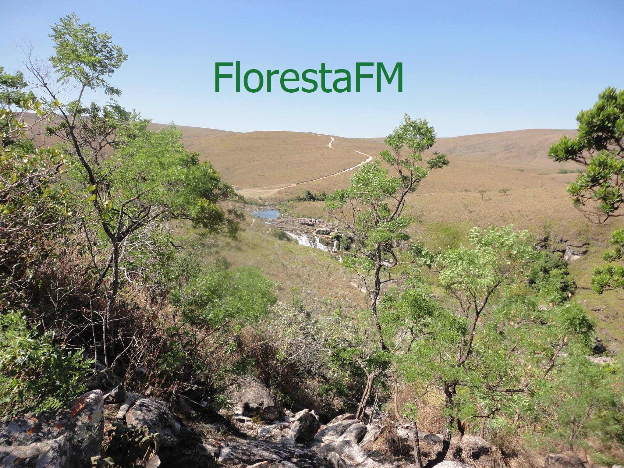Ouça a rádio Webradio Floresta FM online grátis